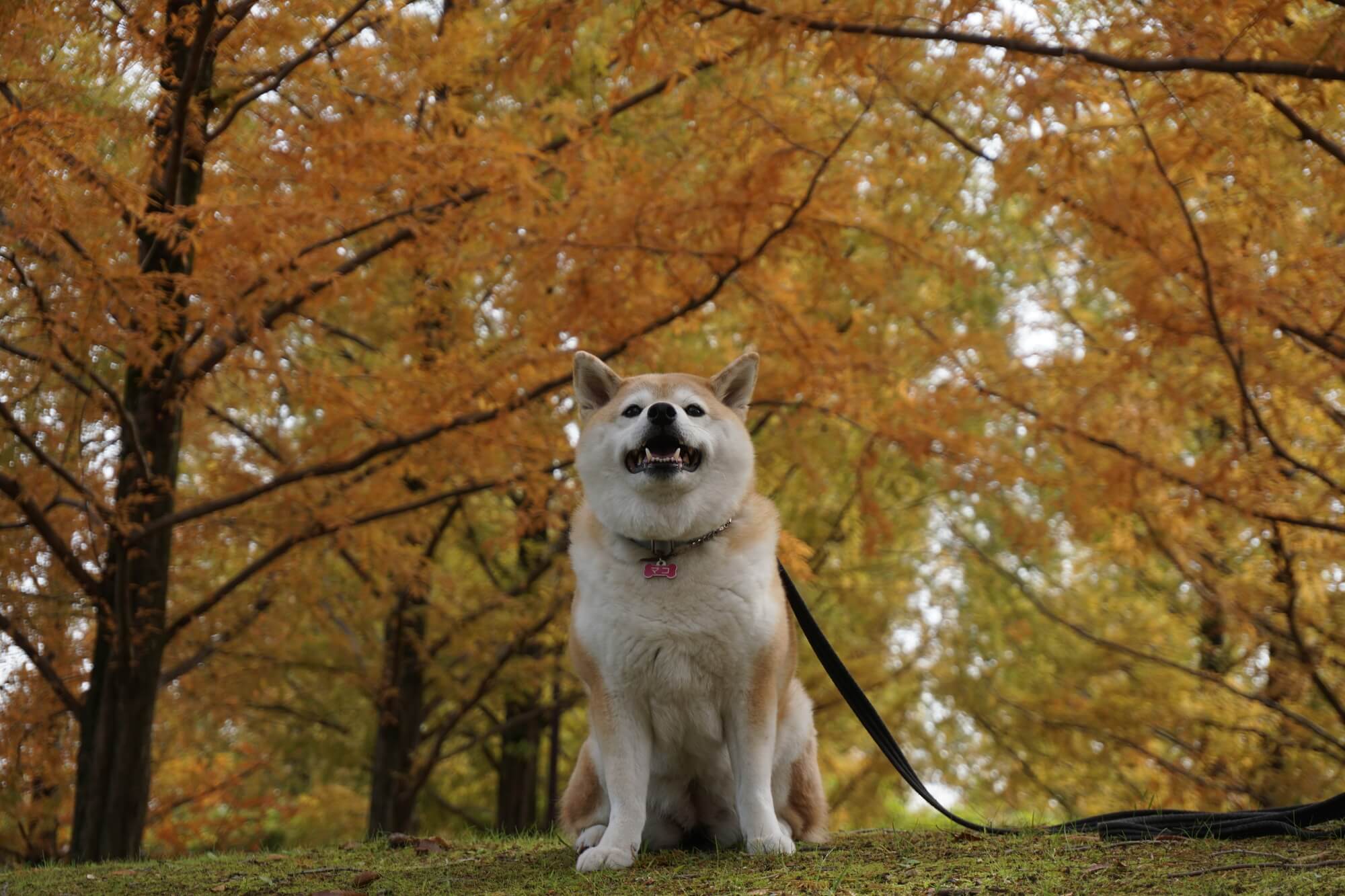 滋賀には特色あるドッグカフェがたくさん！愛犬とお出かけして思い出を作ろう！